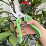 Hand holding a stainless steel bonsai trimmer with bright green handles, positioned to cut a branch of a leafy flowering shrub